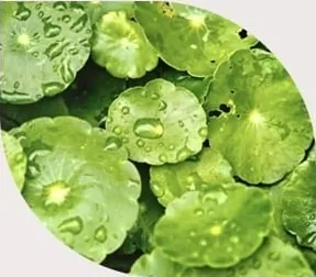 Centella Asiática
