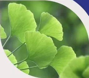 Ginkgo Biloba